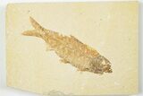 3.4" Detailed Fossil Fish (Knightia) - Wyoming - #201567-1